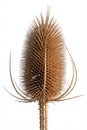 Dried Teasel Head with Prickly Texture and Spikes Royalty Free Stock Photo