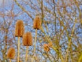 Dried teasel heads with blurred bare tree branches behind - Dispacus