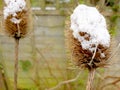 A closeup of twp teasel seed heads with snow on the top. Royalty Free Stock Photo