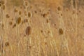 Dried teasel seedheads in a field Royalty Free Stock Photo