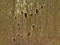 Dried teasel seedheads with rimlight Royalty Free Stock Photo