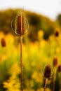 Dried teasel stalk