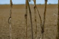 Dried thick stems of plants - sosnowski borscht against the background of blurred agricultural fields Royalty Free Stock Photo