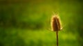 Dried Thistle