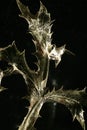 Dried thistle