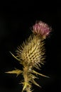 Dried thistle against black