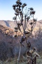 Dried thistle