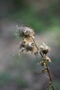 Dried thistle