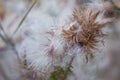 Dried Thistle Flower Close-up.