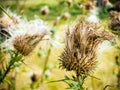 Dried thistle flower in late summer Royalty Free Stock Photo