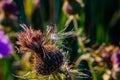 Dried Thistle Flower With Seed In Wind Dispersal Mode With Blurred Background