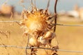 Dried thistle flower with white and yellow snails clinging to its stem