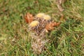Dried Thistle Flower In Winter