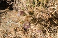 Dried thistle flowers on a background of grass and stones.