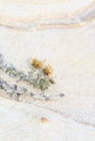 Dried Thistle & a Green Vine on a Sandstone Wall on the Plains