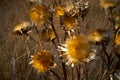 Dried thistle plant in golden meadow