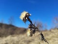Dried thistle plant in golden meadow