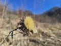 Dried thistle plant in golden meadow