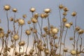 Dried thistle plants in Tuscany.