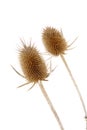 Dried Thistle Seed Pods