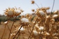 Dried thistles