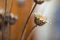 Dried thistles plant in a vase used as an interior decoration of a home with a nice painting in the background. Royalty Free Stock Photo
