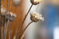 Dried thistles plant in a vase used as an interior decoration of a home with a nice painting in the background. Royalty Free Stock Photo