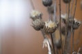 Dried thistles plant in a vase used as an interior decoration of a home with a nice painting in the background. Royalty Free Stock Photo