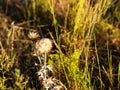 Dried Thistles and Prairie Grass