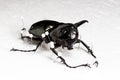 Dried Three-Horned Beetle (Chalcosoma caucasus), Dry Preservation Beetle Royalty Free Stock Photo