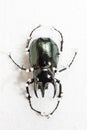 Dried Three-Horned Beetle (Chalcosoma caucasus), Dry Preservation Beetle Royalty Free Stock Photo