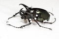 Dried Three-Horned Beetle (Chalcosoma caucasus), Dry Preservation Beetle Royalty Free Stock Photo