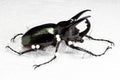 Dried Three-Horned Beetle (Chalcosoma caucasus), Dry Preservation Beetle Royalty Free Stock Photo