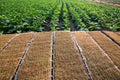 Panel of dried tobacco growers and tobacco.