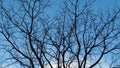 Dried tree against blue sky. Royalty Free Stock Photo