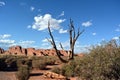 A Dried Tree Against A Blue Sky And Red Rocks In Arches National Park