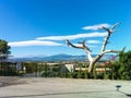 Dried tree on a background of blue sky and clouds, Manavgat, Turkey Royalty Free Stock Photo