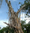 Dried tree