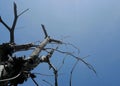 Dry tree branches against blue sky Royalty Free Stock Photo