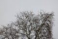 Dried tree branches trees - winter season