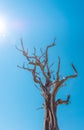 Dried tree in the Grand Canyon National Park. Desert climate of Arizona Royalty Free Stock Photo