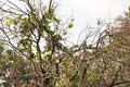 Zebra dove harmonize with the dried tree