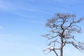 The dried tree without the leaf with the blue sky Royalty Free Stock Photo