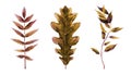 Dried tree leaf set. Design for a greeting, banners, patterns, card, postcard in autumn mood. Watercolour illustration