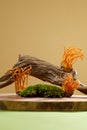 Dried tree log, cordyceps and green moss are displayed on a wooden platform. Cordyceps, a genus of parasitic fungi, grows on the