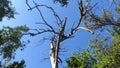 A dried tree in the middle of a green forest against a blue sky Royalty Free Stock Photo