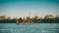 Dried tree in the middle of the river. Snag Royalty Free Stock Photo