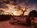 Dried Tree in Monument Valley in the Sunset, Arizona, USA Royalty Free Stock Photo