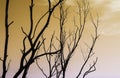 Dried tree silhouette with sky Royalty Free Stock Photo