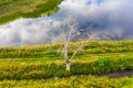 dried tree on small river island. dry grass envelops the coast. aerial top view